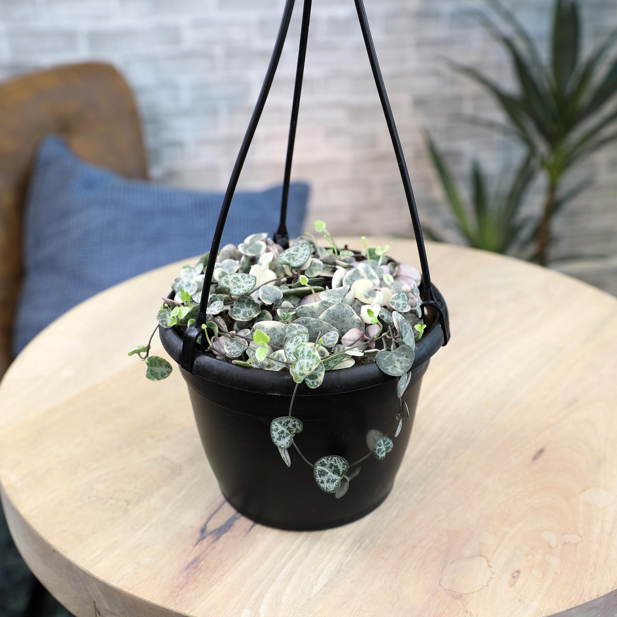 Amazon.com : Variegated String of Hearts Hanging Basket, Ceropegia